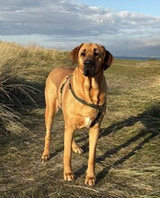 5 Broholmer til salg på købhund.dk