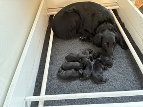 7 Flat Coated Retriever til salg på købhund.dk