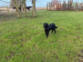 7 Flat Coated Retriever til salg på købhund.dk