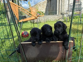 7 Flat Coated Retriever til salg på købhund.dk