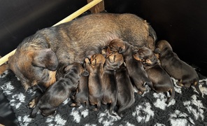 8 Ruhåret Gravhund til salg på købhund.dk