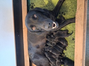 11 Labrador Retriever til salg på købhund.dk