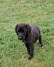 11 Labrador Retriever til salg på købhund.dk