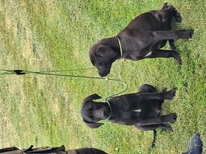 11 Labrador Retriever til salg på købhund.dk