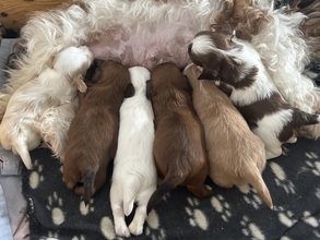 6 Bichon Havanais til salg på købhund.dk