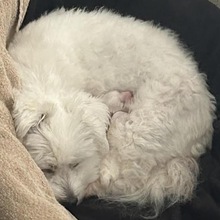 2 Coton de Tulear til salg på købhund.dk