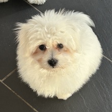 2 Coton de Tulear til salg på købhund.dk