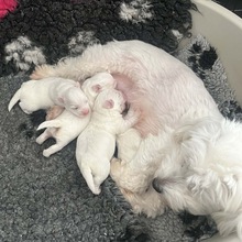 4 Coton de Tulear til salg på købhund.dk