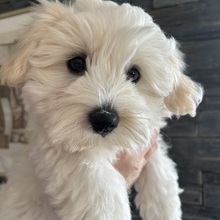 4 Coton de Tulear til salg på købhund.dk