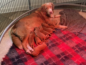 10 Nova Scotia Duck Tolling Retriever til salg på købhund.dk