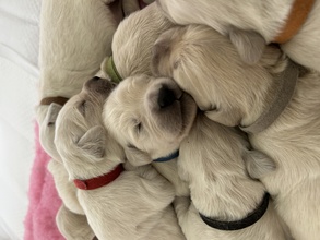 9 Golden Retriever til salg på købhund.dk
