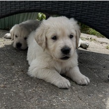 8 Golden Retriever til salg på købhund.dk