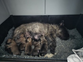 5 Cairn Terrier til salg på købhund.dk