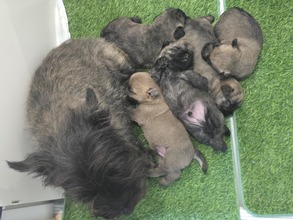 5 Cairn Terrier til salg på købhund.dk