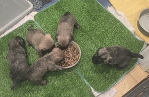 5 Cairn Terrier til salg på købhund.dk