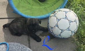 5 Cairn Terrier til salg på købhund.dk
