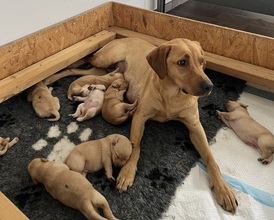 8 Labrador Retriever til salg på købhund.dk