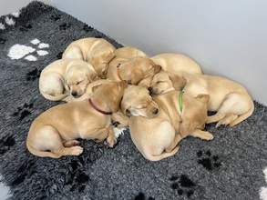 8 Labrador Retriever til salg på købhund.dk