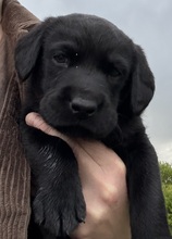 6 Labrador Retriever til salg på købhund.dk