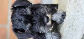 3 Dværgschnauzer, sort/sølv til salg på købhund.dk