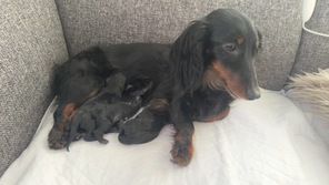 3 Langhåret Dværg Gravhund til salg på købhund.dk