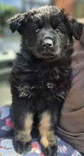 5 Schæferhund,langstockh. m. underuld til salg på købhund.dk