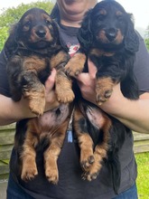 2 Langhåret Gravhund til salg på købhund.dk