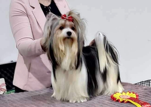 7 Biewer til salg på købhund.dk