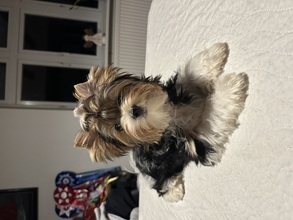 7 Biewer til salg på købhund.dk