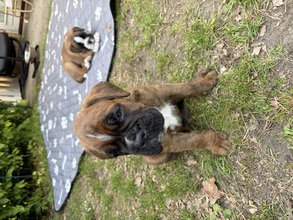 3 Boxer til salg på købhund.dk