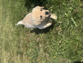 6 Labrador Retriever til salg på købhund.dk