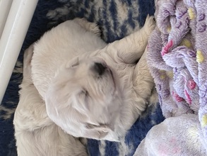 6 Golden Retriever til salg på købhund.dk