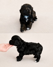 5 Chinese Crested/Powder Puff til salg på købhund.dk