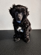 5 Chinese Crested/Powder Puff til salg på købhund.dk