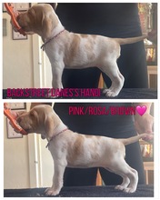 9 Bracco Italiano til salg på købhund.dk