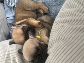 4 Fransk Bulldog til salg på købhund.dk