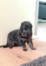7 Schæferhund, stockhåret til salg på købhund.dk
