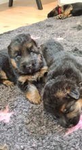 7 Schæferhund, stockhåret til salg på købhund.dk