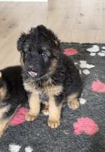 7 Schæferhund, stockhåret til salg på købhund.dk