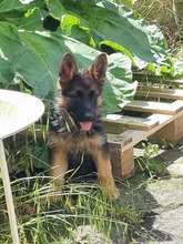 3 Schæferhund, stockhåret til salg på købhund.dk