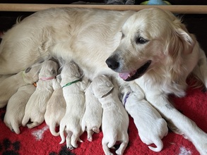 8 Golden Retriever til salg på købhund.dk