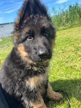 3 Schæferhund,langstockh. m. underuld til salg på købhund.dk