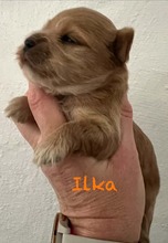2 Bichon Havanais til salg på købhund.dk