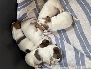 5 Jack Russell Terrier til salg på købhund.dk