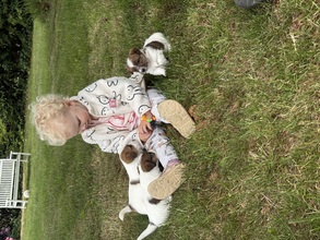 5 Jack Russell Terrier til salg på købhund.dk