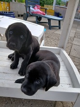 9 Labrador Retriever til salg på købhund.dk