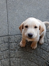 9 Labrador Retriever til salg på købhund.dk