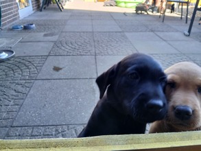 9 Labrador Retriever til salg på købhund.dk