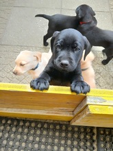9 Labrador Retriever til salg på købhund.dk