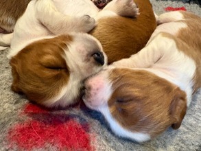 8 Welsh Springer Spaniel til salg på købhund.dk